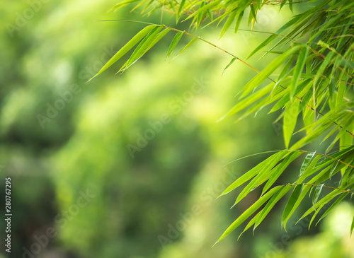 bamboo leaves with green background.