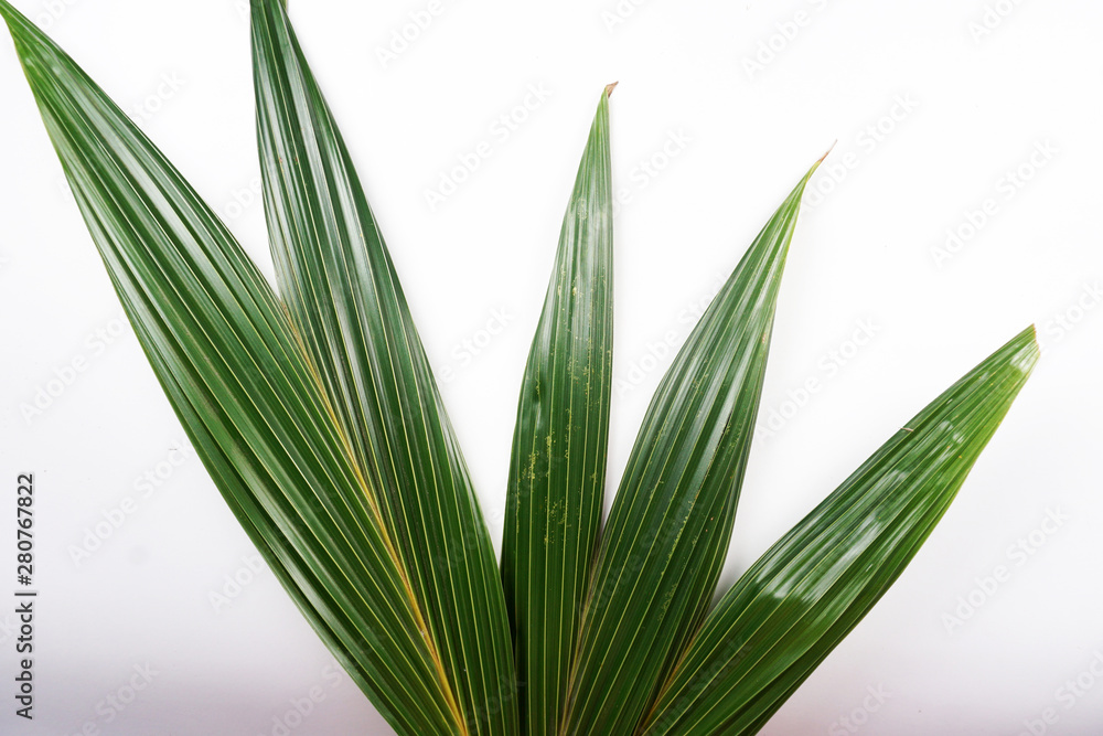 Obraz premium green leaf isolated on white background