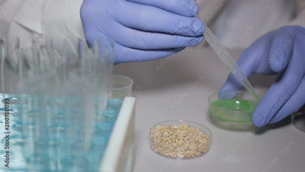 Laboratory assistant in laboratory of food quality. Research of GMO wheat in laboratory. Doctor is conducting an experiment to change genome of wheat sprout. Creating a genetically modified plant. Laboratory assistant in laboratory of food quality. Research of GMO wheat in laboratory. Doctor is conducting an experiment to change genome of wheat sprout. Creating a genetically modified plant.