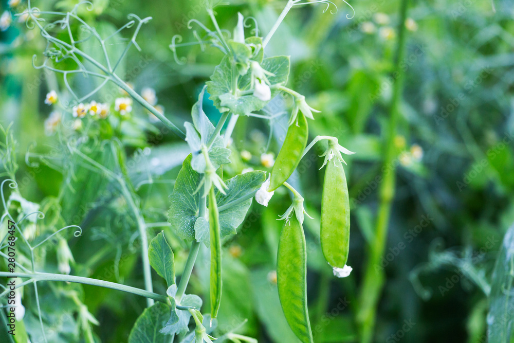 fresh bright green pea pods. Pea cultivation in the open air and a blurred background. fresh bright green pea pods. Pea cultivation in the open air and a blurred background.