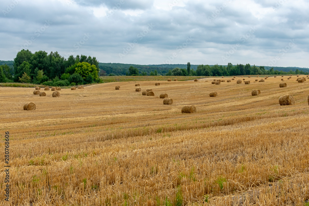  Mown wheat field on a sunny summer day