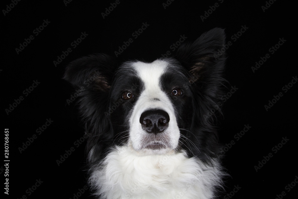 Border Collie Studioaufnahme