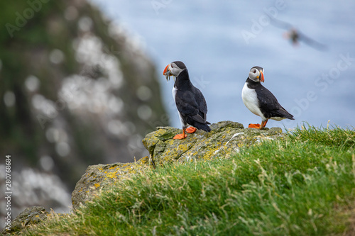 Atlantic Puffins  Fratercula arctica  on Mykines  Faroe Islands. Denmark. Europe