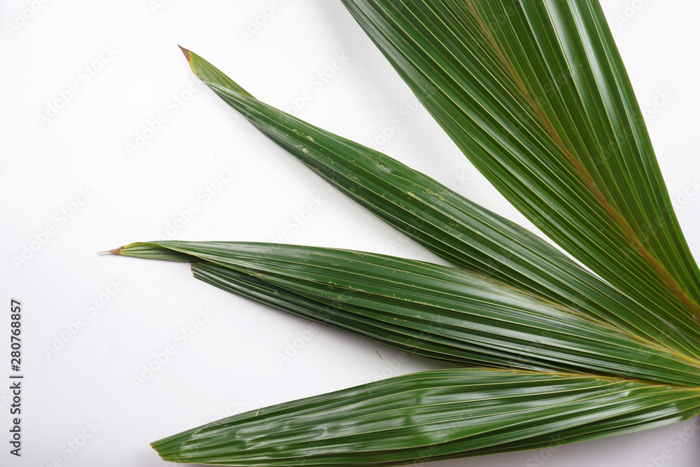 green onion isolated on white background green onion isolated on white background
