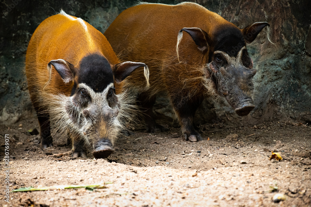 Closeup funny face tow adult Red River Hogs in nature background. Closeup funny face tow adult Red River Hogs in nature background.
