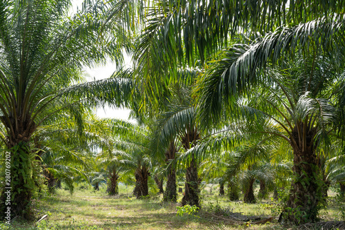 palm grove, palm trees in the garden