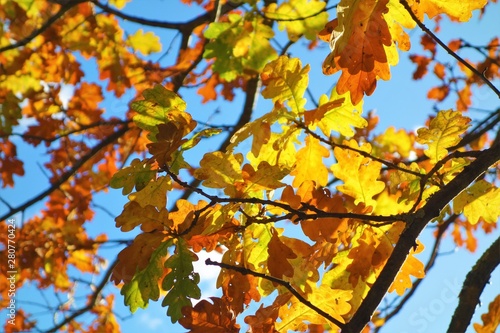 autumn leaves on tree