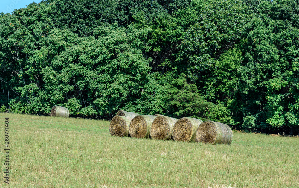 Harvested Hay Bales in a Field Waiting to be Taken to Market 