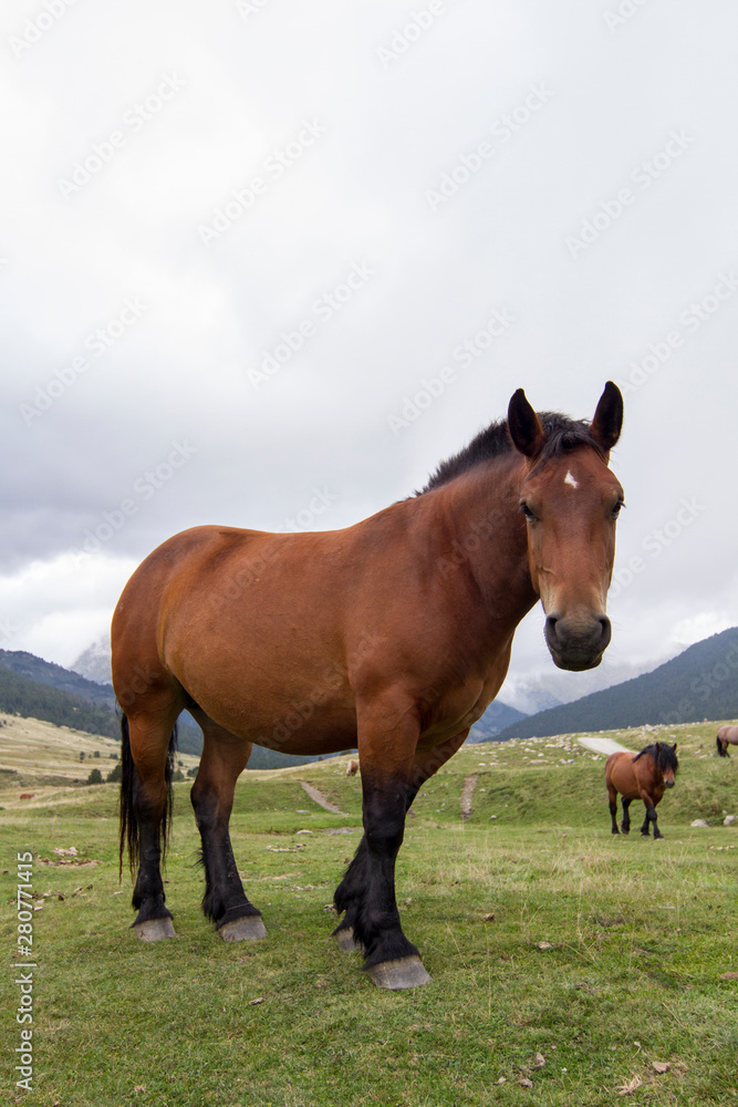 Big brown horse in the Pyrenees with its herd. Big brown horse in the Pyrenees with its herd.