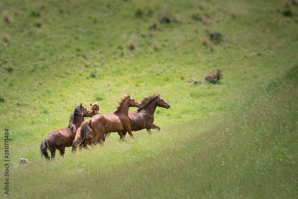 Wild Kaimanawa horses running on the green hills of the mountain ranges Wild Kaimanawa horses running on the green hills of the mountain ranges