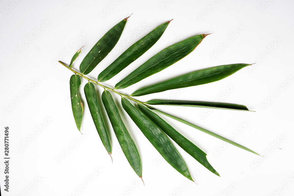 Fototapeta premium green leaf isolated on white background