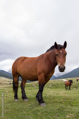 Big brown horse in the Pyrenees with its herd.