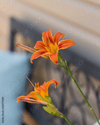 Day lilies