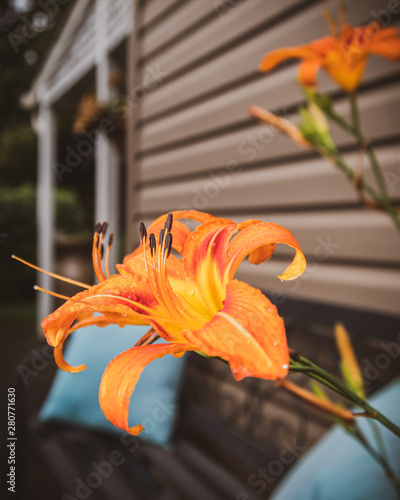 Day lilies