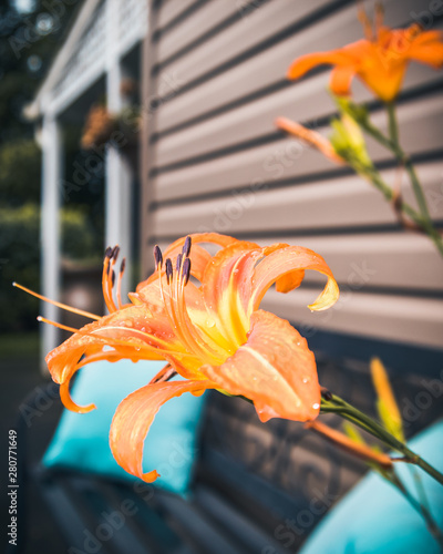 Day lilies