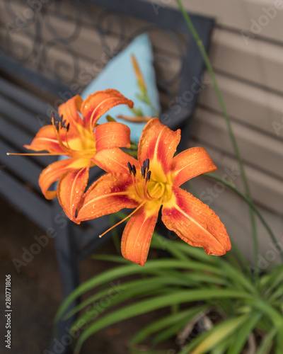 Day lilies