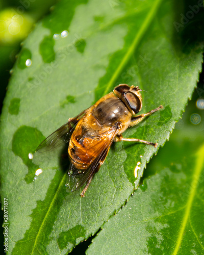 bee on a leaf