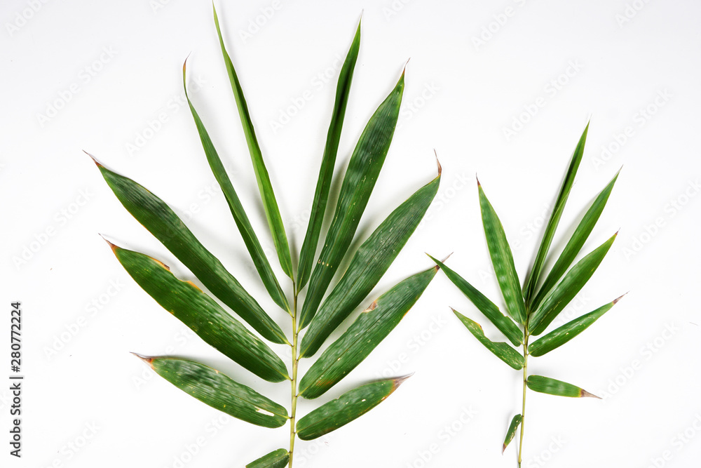 Obraz premium green bamboo leaves background 