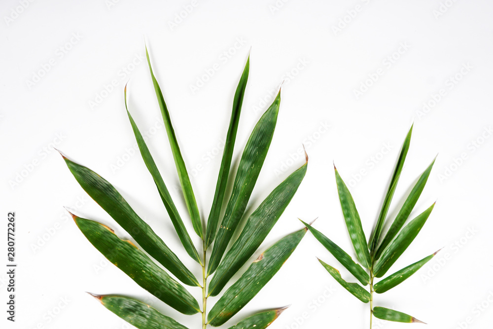 Fototapeta premium bamboo leaves background