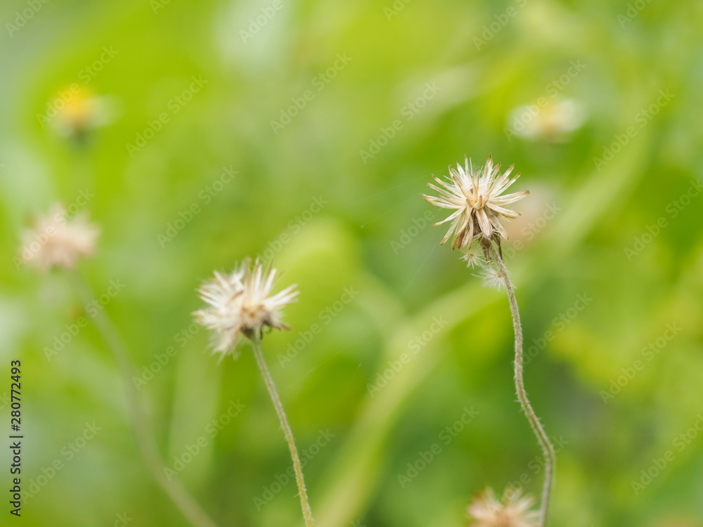 Close-up Coatbuttons (Tridax Procumbens) with green nature blurred background, Ripe fruit with winged achenes for wind-dispersal. Close-up Coatbuttons (Tridax Procumbens) with green nature blurred background, Ripe fruit with winged achenes for wind-dispersal.