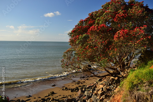 New Zealand Christmas Maori tree in red blossom by the coast