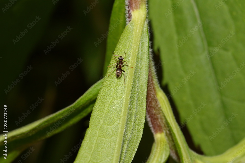 Kleine Wegameise auf einem Blatt, Lasius niger Kleine Wegameise auf einem Blatt, Lasius niger