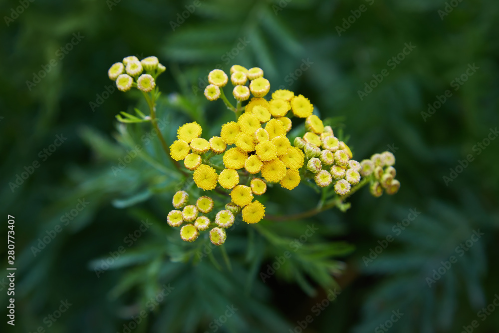 Obraz premium Yellow tansy flowers (Tanacetum vulgare, common tansy, bitter button, cow bitter, or golden buttons) in the green summer meadow. Wildflowers.
