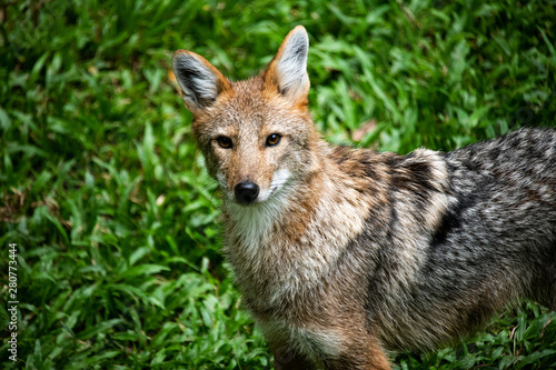 Closeup beautiful lonly wild Coyote looking at camera on green nature grass background.
