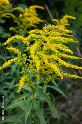 Obraz na plátně Close up of the blooming yellow inflorescence of Solidago canadensis, known as Canada goldenrod or Canadian goldenrod