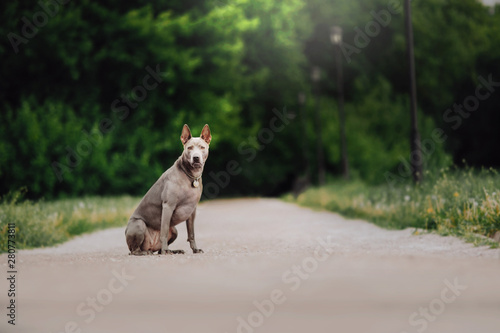 two Thai Ridgeback dog playing on the grass, outdoor