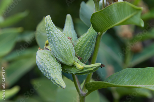 Swamp Milkweed Wildflower (Asclepias incarnata,  Asclepias speciosa). Close-up on the fruits (follicles aka pods) of the common milkweed in the summer garden photo