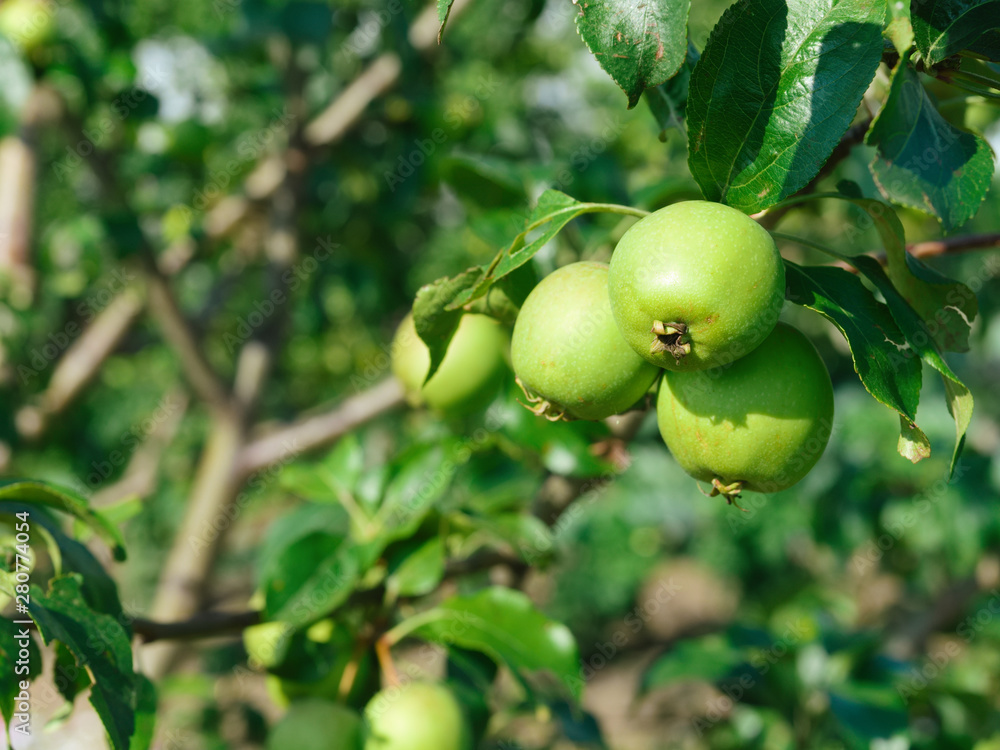 several, ripening, green apples on a tree branch, in the sunlight. closeup