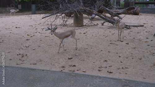 Dorcas gazelle in the national park