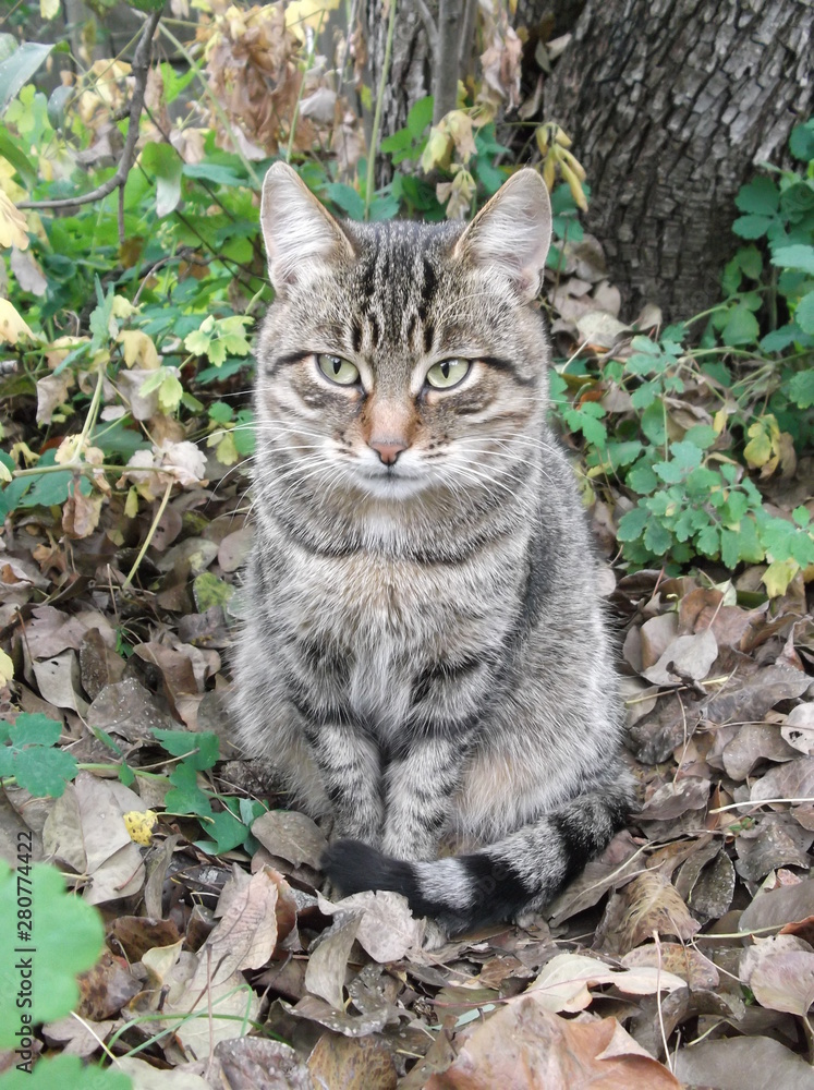 Obraz premium cat in the garden