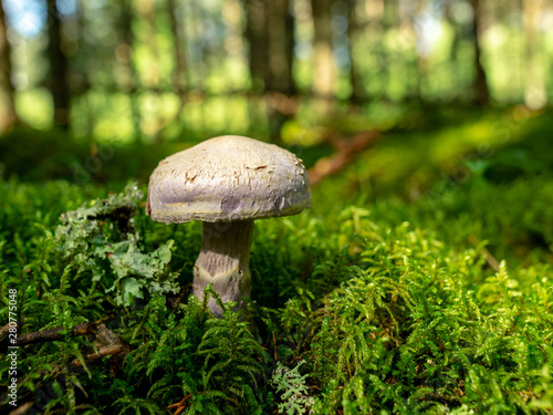 A blurry background version, wild mushrooms in the forest, autumn is the time of mushroom gathering, Latvia