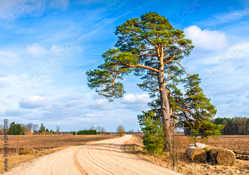Rustic landscape with countryside road, lonely pine and haystacks, early spri...