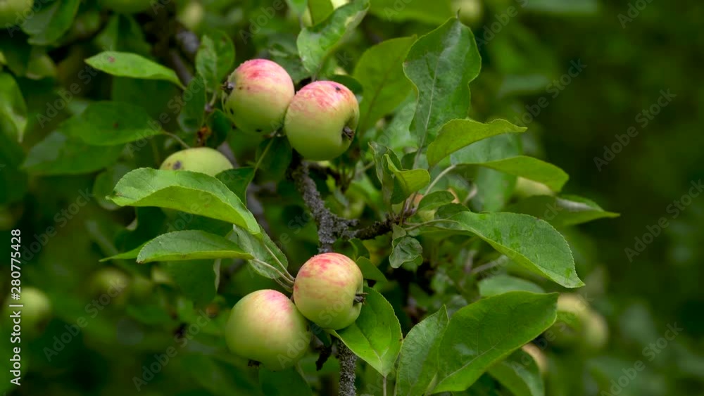 Ripe apples hang on a green tree among the leaves on a summer day. Ripe apples hang on a green tree among the leaves on a summer day.