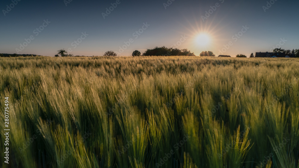 Sundown over a corn field