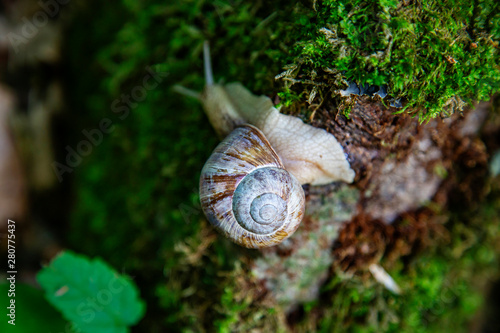 Snail crawling over the forest moss