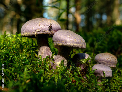 A blurry background version, wild mushrooms in the forest, autumn is the time of mushroom gathering, Latvia