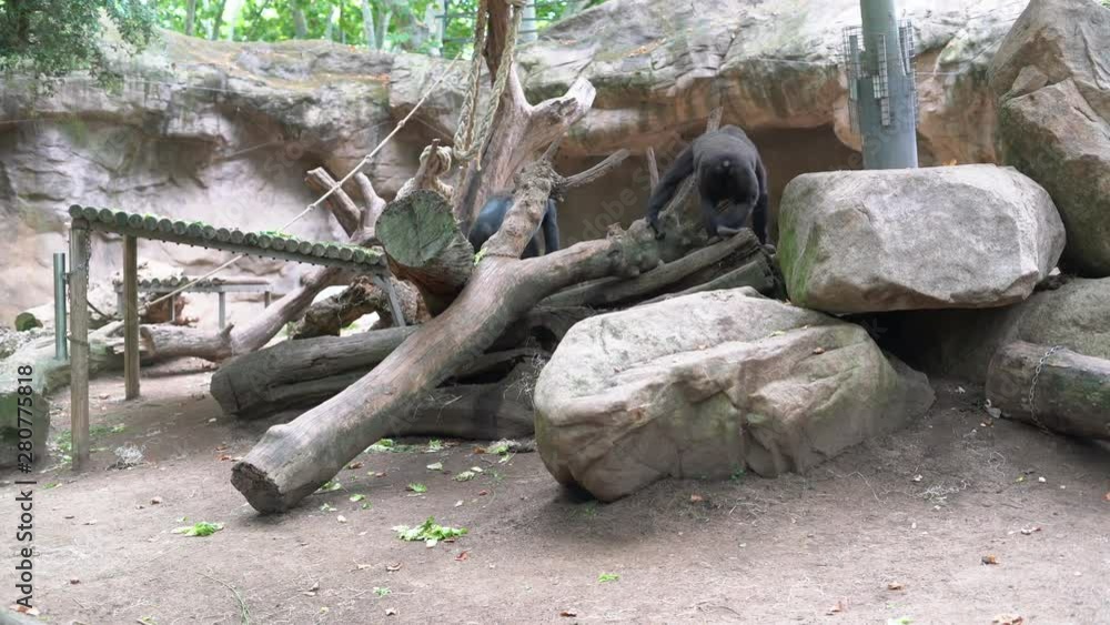 two gorillas sit on fallen trees two gorillas sit on fallen trees