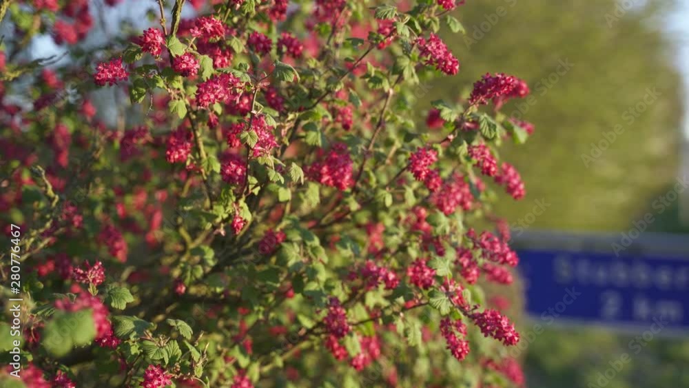 Close-Up Of Early Spring Flowers on the street in Denmark 4K Close-Up Of Early Spring Flowers on the street in Denmark 4K