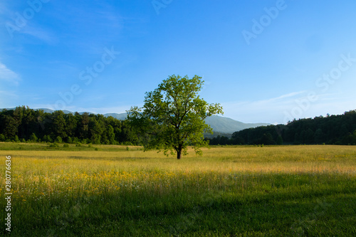 Scenic mountain valley landscape. Lone tree in a pasture with Smoky Mountains in background