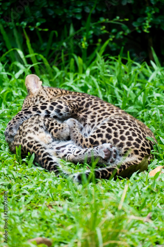 couple baby leopard playing in wildlife breeding station. © satany