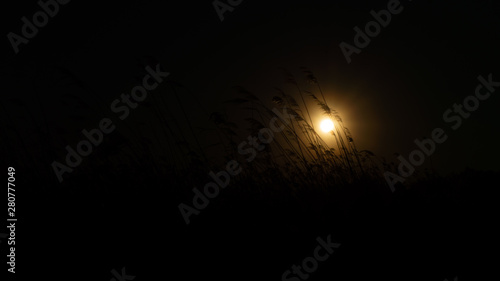 the reed is blowing on the wind background of the sun