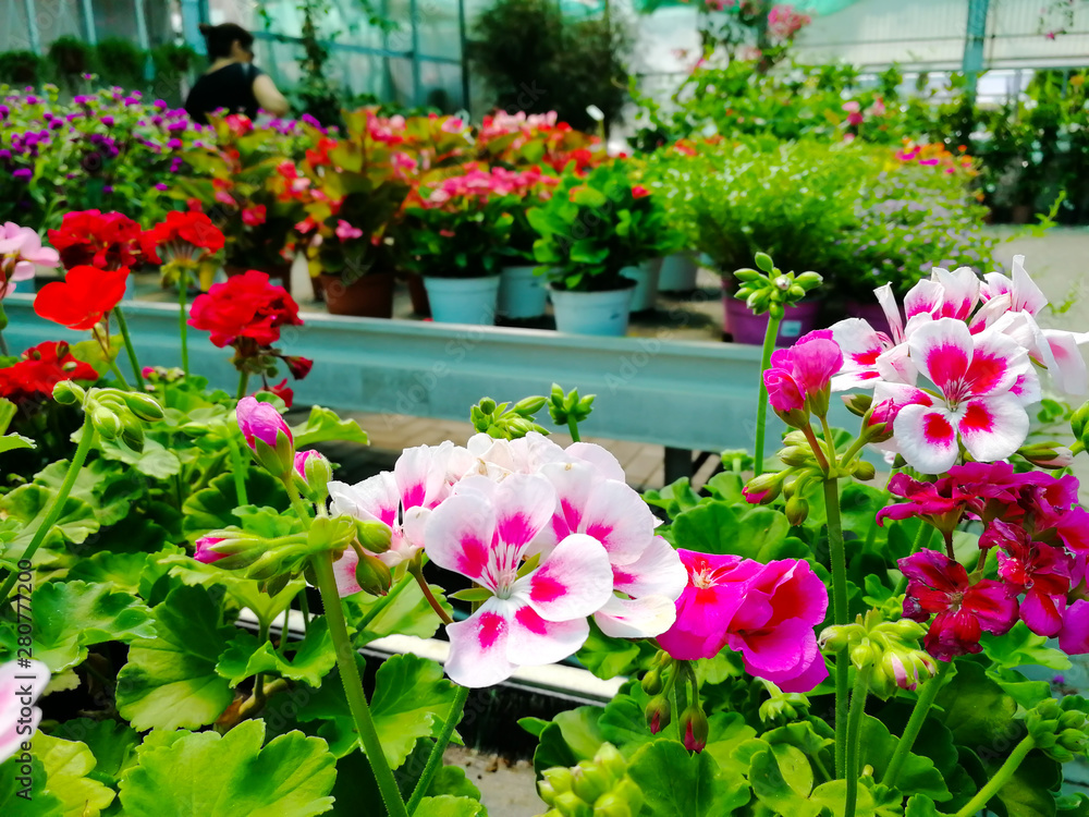 Fototapeta premium Close Up of Flowers at the Italian Flowers Shop