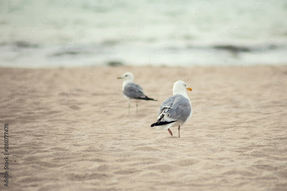A seagull bird on the beach at sunset A seagull bird on the beach at sunset