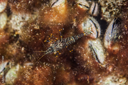 Rock Shrimp, Palaemon elegans, Croatia