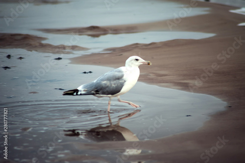 A seagull bird on the beach at sunset