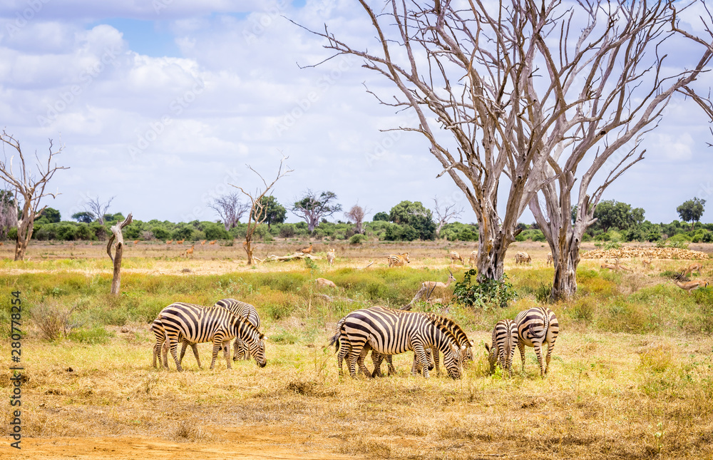 Obraz premium African zebras in Kenya